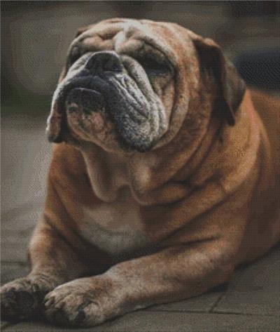 (image for) Babe - Bulldog